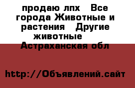 продаю лпх - Все города Животные и растения » Другие животные   . Астраханская обл.